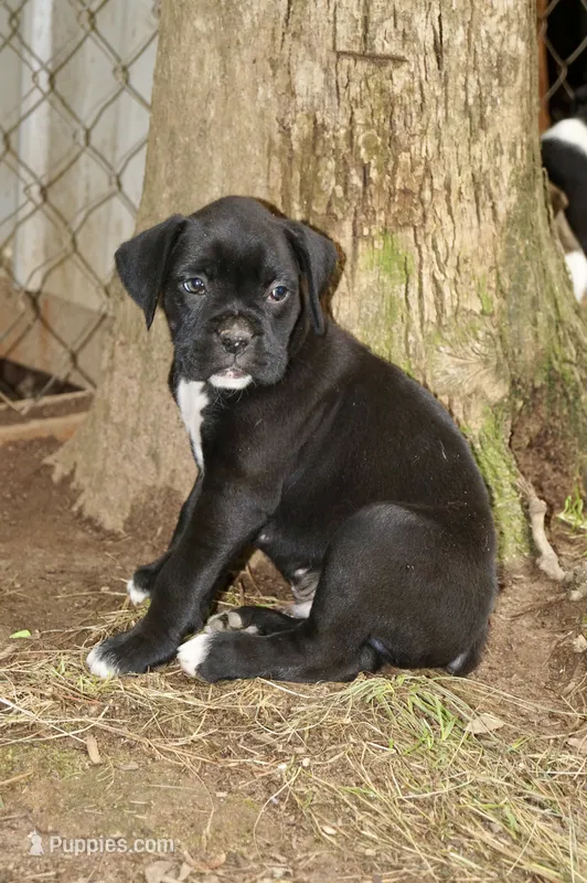Charlie – Boxer puppy for sale in Abbeville, SC