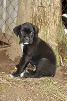 Charlie, a male Boxer for sale in Abbeville, SC – 3 of 6