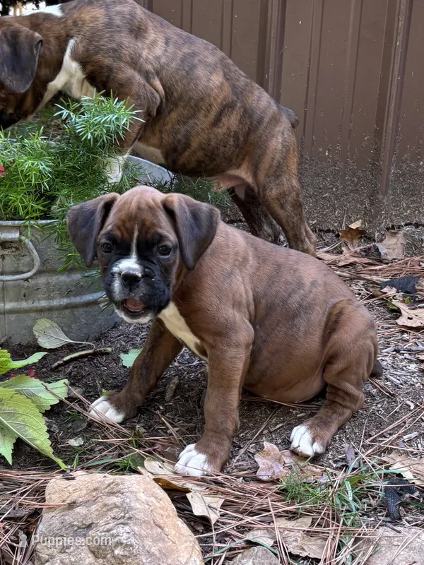 Jackson – Boxer puppy for sale in Abbeville, SC