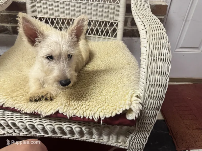 AKC Wheaten male – Scottish Terrier puppy for sale in Burlington, NC