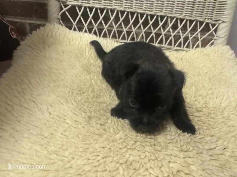 AKC Black Brindle Female – Cairn Terrier puppy for sale in Burlington, NC