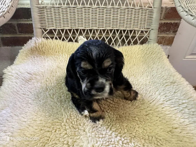 AKC Black/Tan male – Cocker Spaniel puppy for sale in Burlington, NC