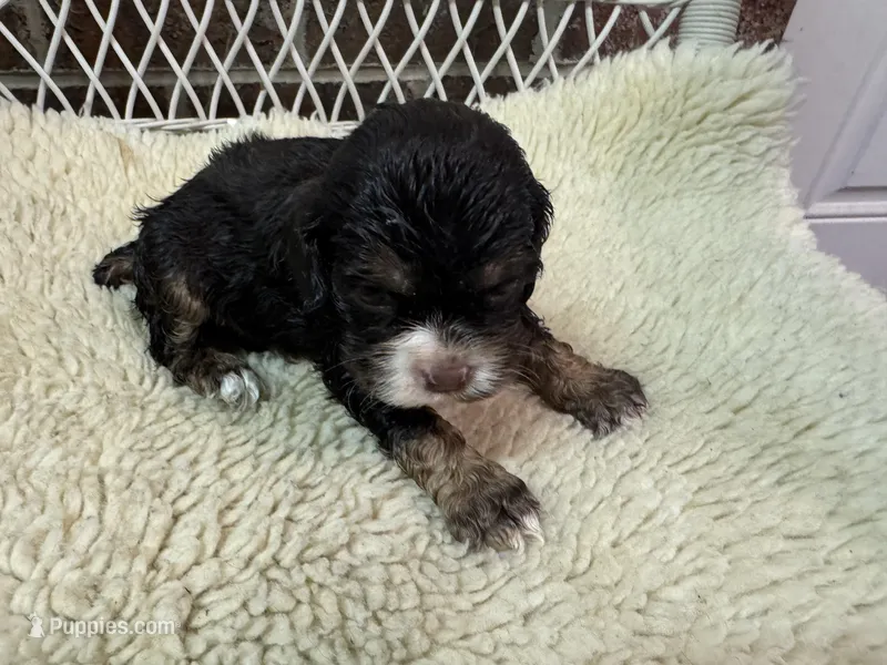 AKC Black/Tan male – Cocker Spaniel puppy for sale in Burlington, NC