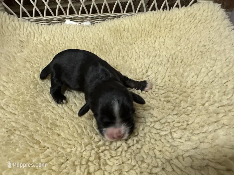 AKC Black/Tan male – Cocker Spaniel puppy for sale in Burlington, NC
