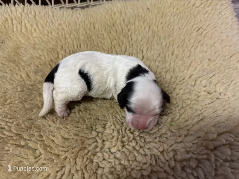AKC Black White Female – Cocker Spaniel puppy for sale in Burlington, NC