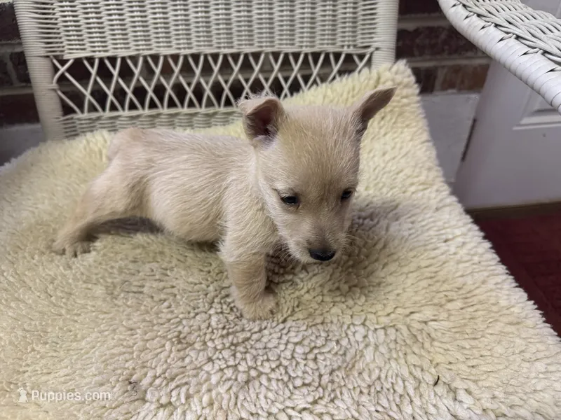 AKC Wheaten Female – Scottish Terrier puppy for sale in Burlington, NC