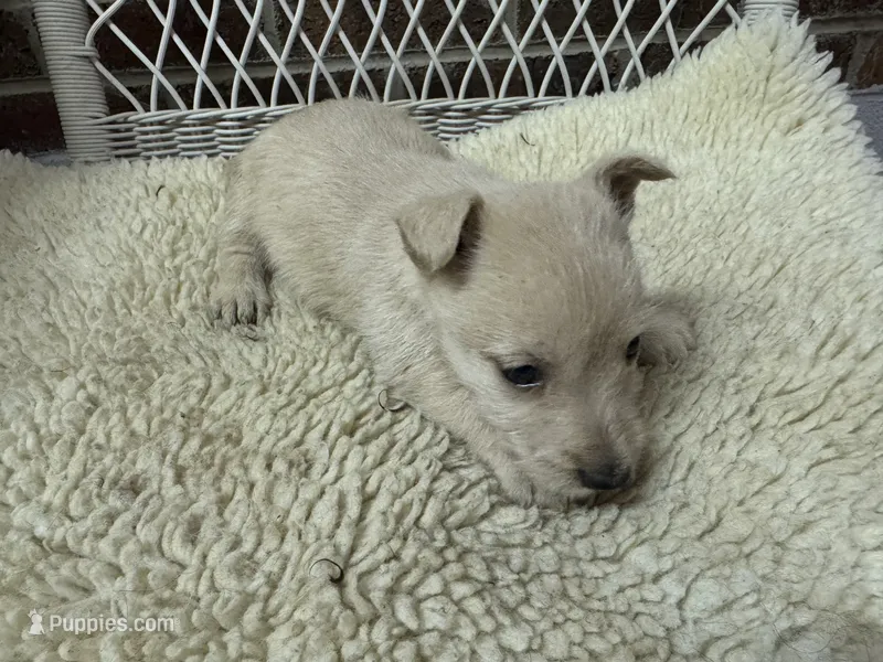 AKC Wheaten Female – Scottish Terrier puppy for sale in Burlington, NC