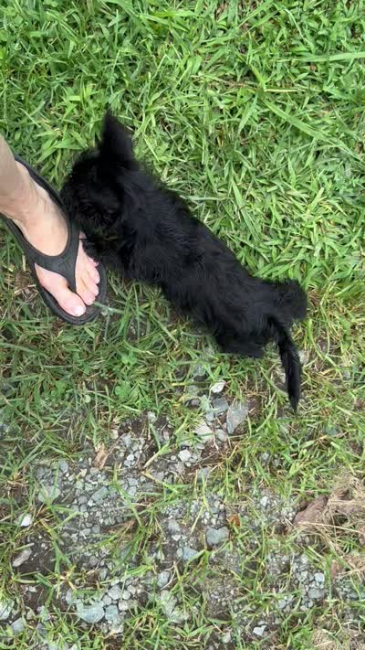 AKC Black female Scottie , a female Scottish Terrier for sale in Burlington, NC – 2 of 2