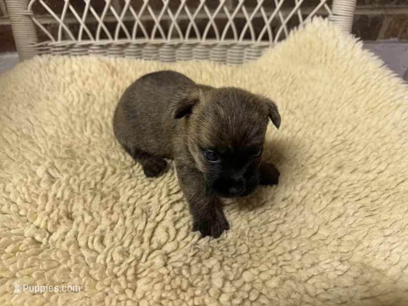 AKC Brindle Male – Cairn Terrier puppy for sale in Burlington, NC