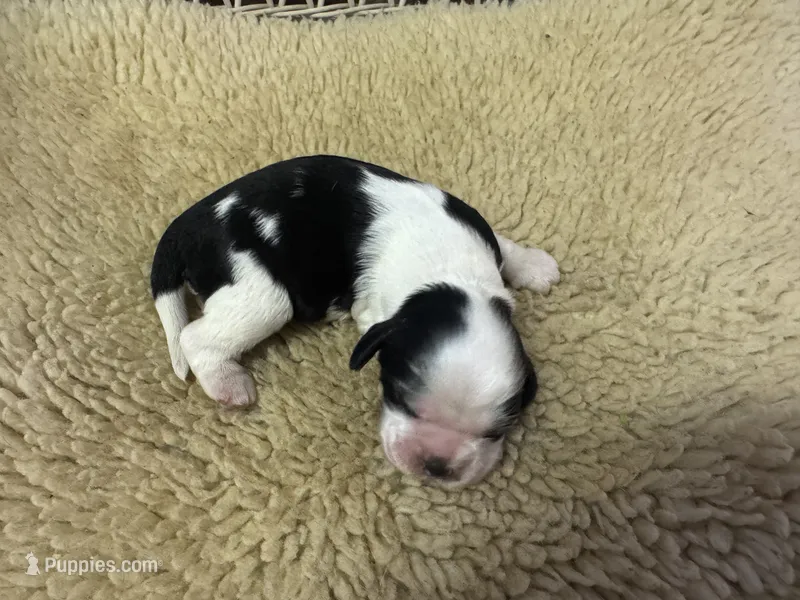 AKC Black White Female – Cocker Spaniel puppy for sale in Burlington, NC
