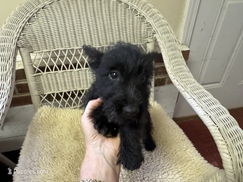 AKC Black Female – Scottish Terrier puppy for sale in Burlington, NC
