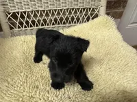 AKC Black Female, a female Scottish Terrier for sale in Burlington, NC – 1 of 1
