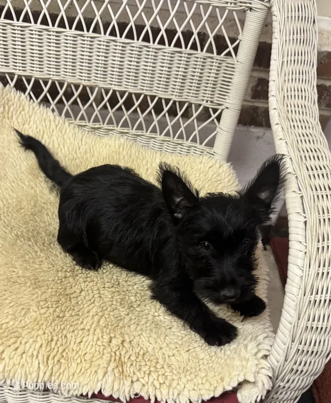 AKC Black female  – Scottish Terrier puppy for sale in Burlington, NC