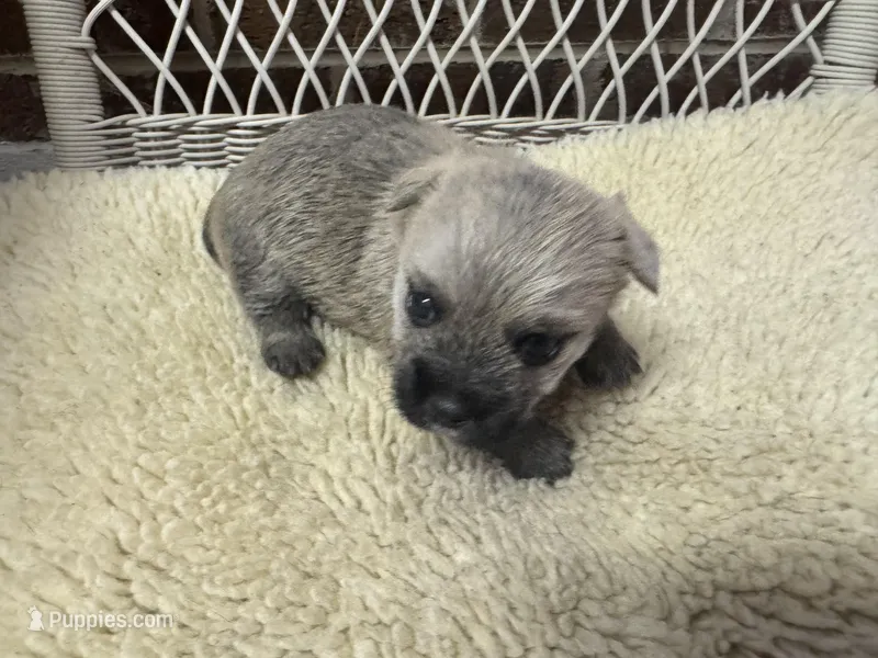 AKC male Cairn Terrier – Cairn Terrier puppy for sale in Burlington, NC