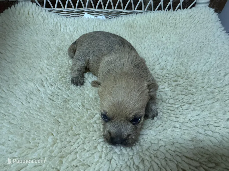 AKC male Cairn Terrier – Cairn Terrier puppy for sale in Burlington, NC