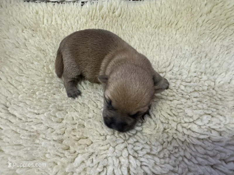 AKC male Cairn Terrier – Cairn Terrier puppy for sale in Burlington, NC