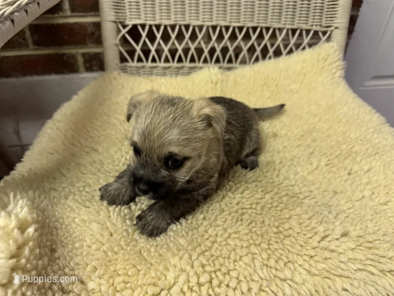 AKC female Cairn Terrier – Cairn Terrier puppy for sale in Burlington, NC