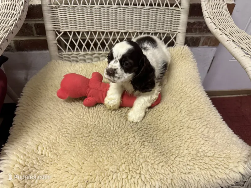 AKC Chocolate/White Parti Male – Cocker Spaniel puppy for sale in Burlington, NC