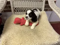 AKC Chocolate/White Parti Male, a male Cocker Spaniel for sale in Burlington, NC – 2 of 2