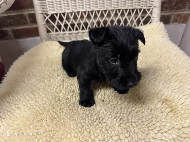 AKC Black male – Scottish Terrier puppy for sale in Burlington, NC