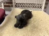 AKC Brindle Female, a female Cairn Terrier for sale in Burlington, NC – 2 of 3