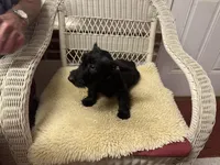 AKC Black female , a female Scottish Terrier for sale in Burlington, NC – 3 of 4