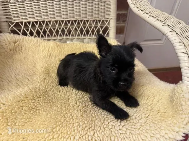 AKC Black Brindle Female – Cairn Terrier puppy for sale in Burlington, NC