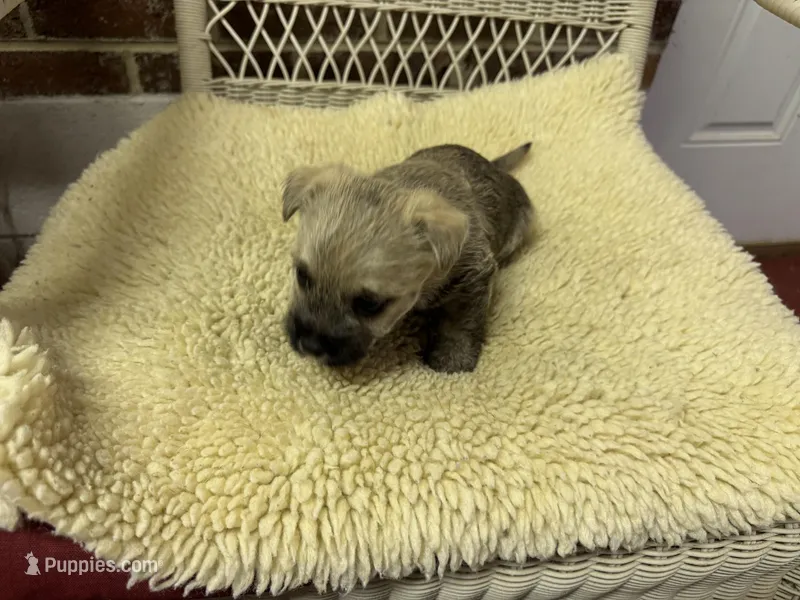 AKC Male Cairn Terrier – Cairn Terrier puppy for sale in Burlington, NC