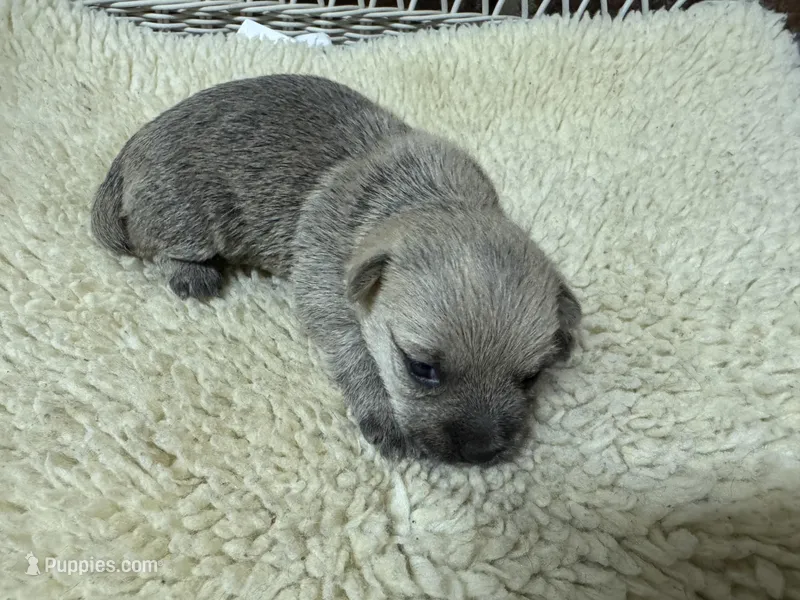 AKC Male Cairn Terrier – Cairn Terrier puppy for sale in Burlington, NC