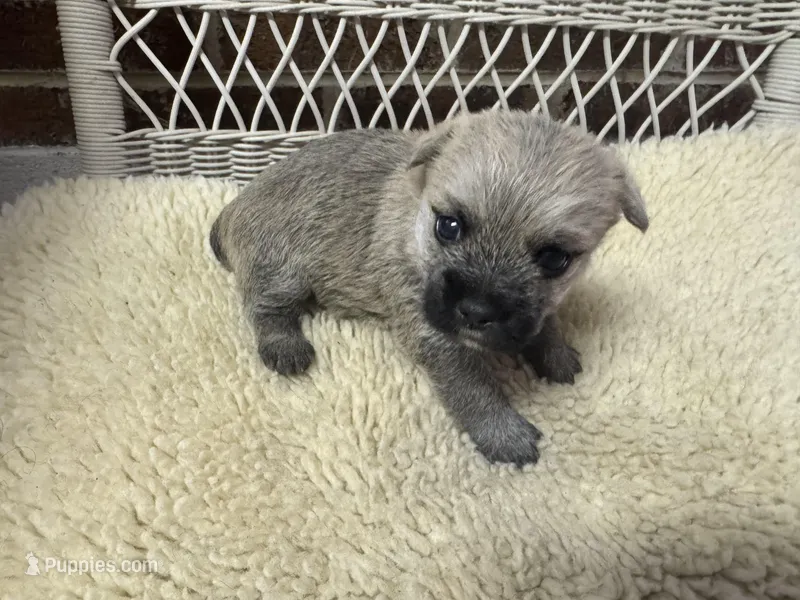 AKC Male Cairn Terrier – Cairn Terrier puppy for sale in Burlington, NC