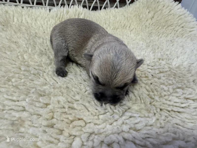 AKC Male Cairn Terrier – Cairn Terrier puppy for sale in Burlington, NC