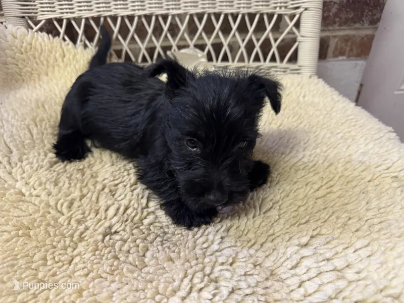 AKC Black Female – Scottish Terrier puppy for sale in Burlington, NC