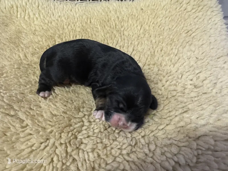 AKC Black Tan Male Cocker spaniel – Cocker Spaniel puppy for sale in Burlington, NC