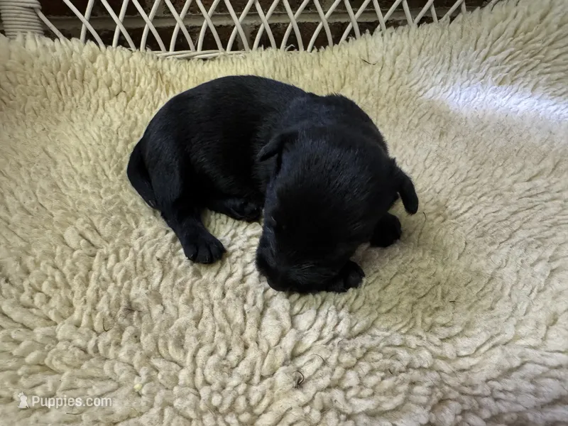 AKC Black male – Scottish Terrier puppy for sale in Burlington, NC