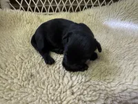 AKC Black male, a male Scottish Terrier for sale in Burlington, NC – 1 of 1