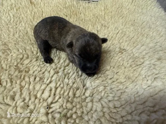 AKC Black Brindle Female – Cairn Terrier puppy for sale in Burlington, NC