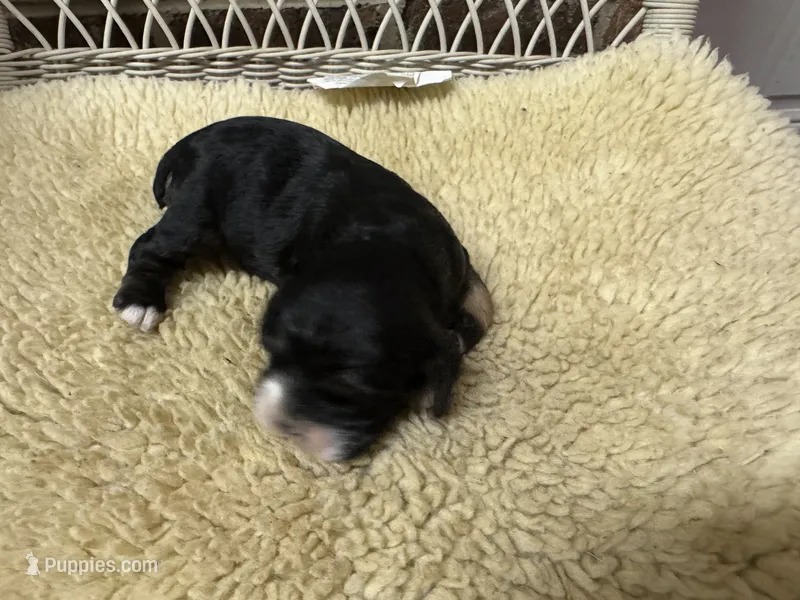 AKC Black Tan Male Cocker spaniel – Cocker Spaniel puppy for sale in Burlington, NC