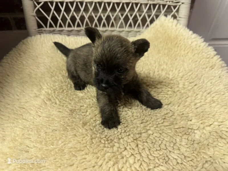 AKC Brindle Male – Cairn Terrier puppy for sale in Burlington, NC