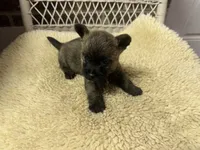 AKC Brindle Male, a male Cairn Terrier for sale in Burlington, NC – 1 of 1