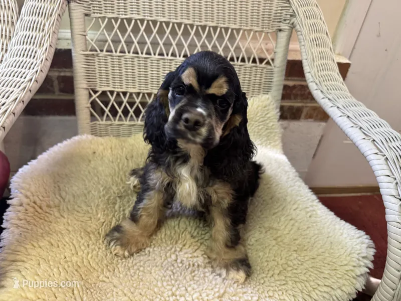 AKC Black/Tan male – Cocker Spaniel puppy for sale in Burlington, NC