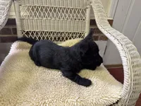 AKC Black Scottish Terrier, a female Scottish Terrier for sale in Burlington, NC – 2 of 2