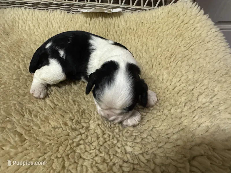 AKC Black White Female – Cocker Spaniel puppy for sale in Burlington, NC