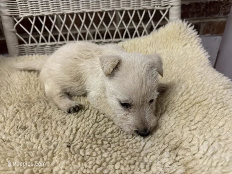 AKC Wheaten male – Scottish Terrier puppy for sale in Burlington, NC