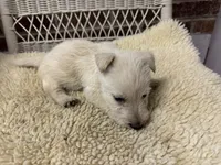AKC Wheaten male, a male Scottish Terrier for sale in Burlington, NC – 2 of 2