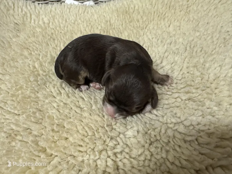 AKC Chocolate/Tan Male – Cocker Spaniel puppy for sale in Burlington, NC
