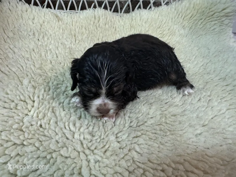 AKC Black/Tan female – Cocker Spaniel puppy for sale in Burlington, NC