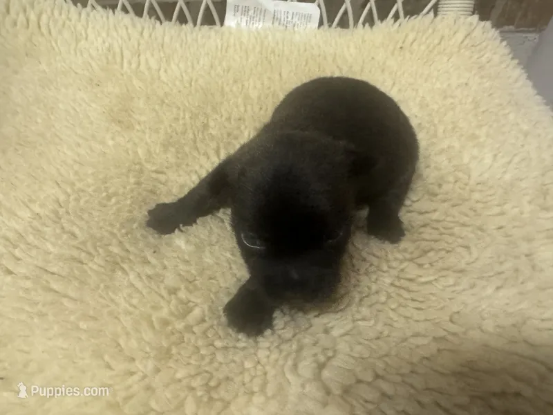 AKC Black Brindle Female – Cairn Terrier puppy for sale in Burlington, NC