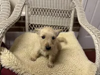 AKC Female Scottie, a female Scottish Terrier for sale in Burlington, NC – Photo 1 of 2