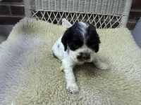 Chocolate/White Parti Male, a male Cocker Spaniel for sale in Burlington, NC – 2 of 2