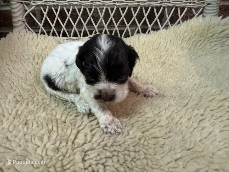 Chocolate/White Parti Male – Cocker Spaniel puppy for sale in Burlington, NC